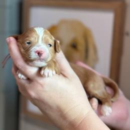 Hope - Red  female Goldendoodle puppy in Wharton, Texas from Little Fur Friends