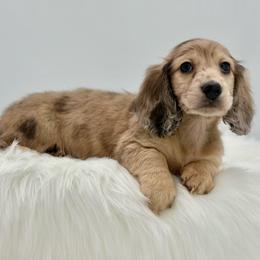 Orion - Cream male Dachshund puppy in Litchfield, Illinois from Charmm Dachshunds