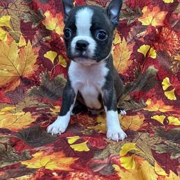 Tyson - Black brindle and white male Boston Terrier puppy in Fillmore, Illinois from Wind Hill Puppies
