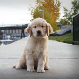 Golden Retriever Puppies from DoubleTake Goldens