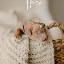 Theo - Red  male Goldendoodle puppy in Patterson, California from Dooling Doodles
