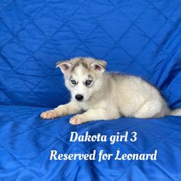 Dakota girl 3 - Gray and white female Siberian Husky puppy in Ocala, Florida from Florida Husky Puppies