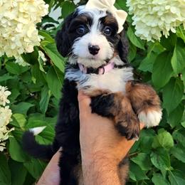 Summer - Tri-color female Bernedoodle puppy in Russell Springs, Kentucky from 270 Doodles