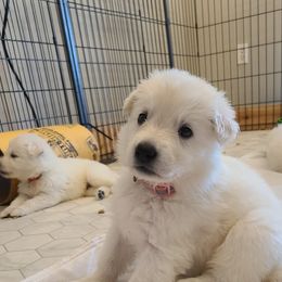 Berger Blanc Suisse Puppies from Absolute Dream White Swiss Shepherds