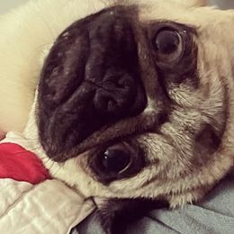 Pugs from Little House Pugs