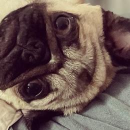 Pugs from Little House Pugs