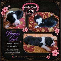 Purple Girl - female Sporty Mix puppy in Algona, Iowa from Ebonheart Kennel