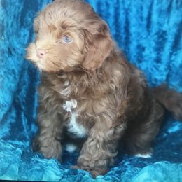 Aussiedoodle, Cockapoo, and Goldendoodle Puppies from West Coast Doodles