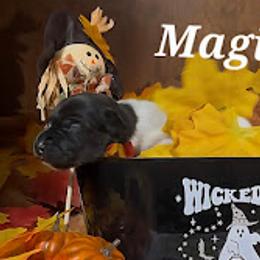 Magic - Black and white female Rat Terrier puppy in Booneville, Mississippi from Emerald Rat Terriers