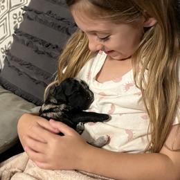 Goldendoodle Puppies from True Friend Doodles