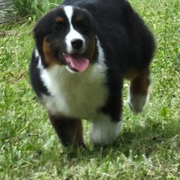 Miniature American Shepherd Puppies from MorningStar Miniature American Shepherds