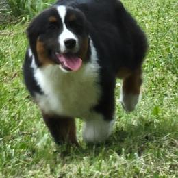 Miniature American Shepherd Puppies from MorningStar Miniature American Shepherds