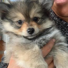 Sunny - Orange sable female Pomeranian puppy in Los Angeles, California from Lucky Poms of LA