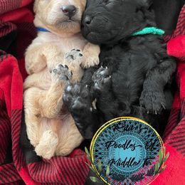 Boy 2 - Poodle puppy in Shelbyville, Tennessee from Rains Poodles Of Middle TN