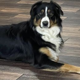 Daisy - Australian Shepherd