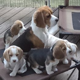 Beagle puppies from Bullock 's Beagles