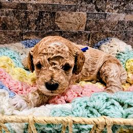 Doc - Apricot male Goldendoodle puppy in Forest, Ohio from Mini Doodle Buddies