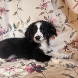 Girl 3 - Black and white female Aussiedoodle puppy in Vinemont, Alabama from Puppy Pals