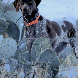 German Shorthaired Pointers from Blanton Creek Ranch GSP South Texas