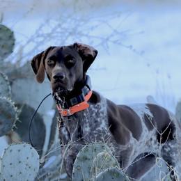 German Shorthaired Pointers from Blanton Creek Ranch GSP South Texas