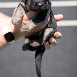 German Shepherd Puppies from Vom Haus Rabenstein