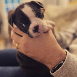 Boston Terrier Puppies from Cobbler Street Boston Terriers