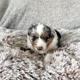 Boy 1 - Blue merle male Australian Shepherd puppy in Rochester, Massachusetts from Clover Creek Aussies
