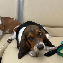 Basset Hounds from Heather's Happy Hounds