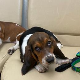 Basset Hounds from Heather's Happy Hounds