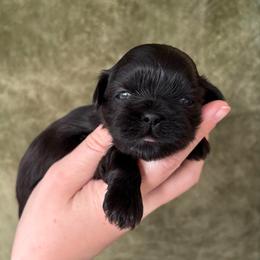 Black - Black male Shih Tzu puppy in Oakville, Washington from Pine Pawz