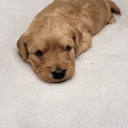 Goldendoodle Puppies from Lake Village Doodles