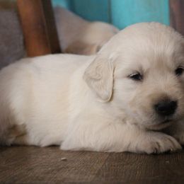 Golden Retriever Puppies from Golden Barnes Kennel