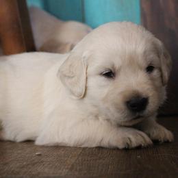 Golden Retriever Puppies from Golden Barnes Kennel