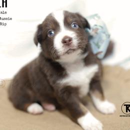 Hitch RTM4 - Red tri male Miniature Australian Shepherd puppy in Nacogdoches, Texas from TK Standard, Mini, & Toy Aussies