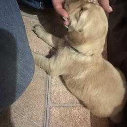 Boy 2 - Golden male Golden Retriever puppy in Grant, Michigan from Precious Kennel Retrievers