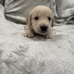 Mayor Agustus May Who:Black Collar - Light golden male Golden Retriever puppy in Monterey, Tennessee from Lawson’s Green Acres Goldens and Mini Dachshunds