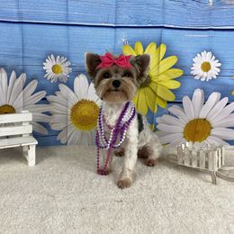 Dolly - Yorkshire Terrier