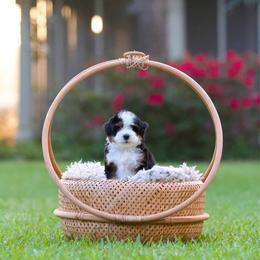 Creme Brûlée - Tri-color female Bernedoodle puppy in Denham Springs, Louisiana from GimiPup Doodles