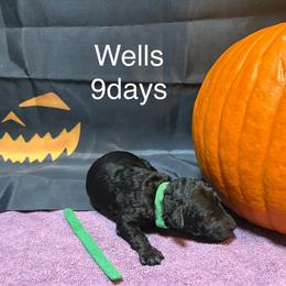 Wells - Black male Poodle puppy in Grand Rapids, Michigan from Lionkru Lowchen and Standard Poodles