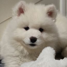 Samoyed Puppies from Snowshoe Samoyeds