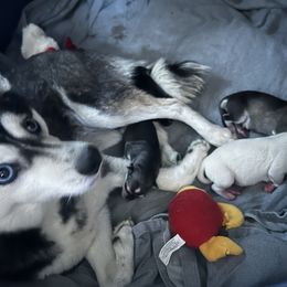 Alaskan Klee Kai Puppies from Kyrie Mulalley