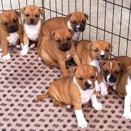 Staffordshire Bull Terrier Puppies from Rockstaff Staffords