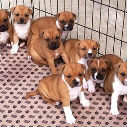 Staffordshire Bull Terrier Puppies from Rockstaff Staffords