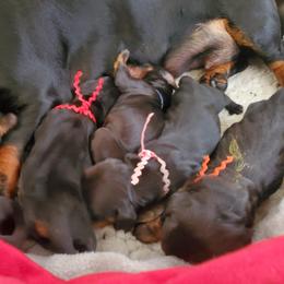 No name yet - Black and tan female Dachshund puppy in Portland, Oregon from Goodwood Standard European Hunting Dachshunds