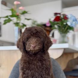Golden - Chocolate female Goldendoodle puppy in St George, Utah from Doodle Bears of Southern Utah