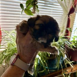 Charlotte - Red female Shih Tzu puppy in Victorville, California from RUMBLE n TUMBLE