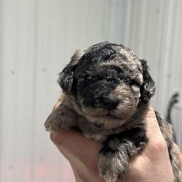 Pixie - Blue merle female Bernedoodle puppy in Petersburg, Michigan from Brittany’s Mini Bernedoodles