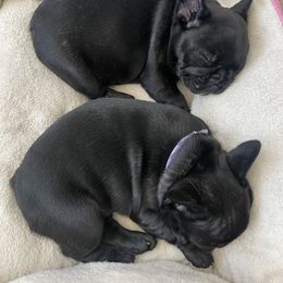 French Bulldog and Mastiff Puppies from Divine Mastiffs Ashlan French Bulldogs