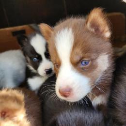 Zimri - Brown and white female Siberian Husky puppy in Madison, Georgia from Thornbury Kennel