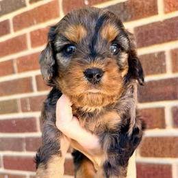 Chanel - Merle female Cavapoo puppy in Cameron, South Carolina from Sassy Sailor & Company